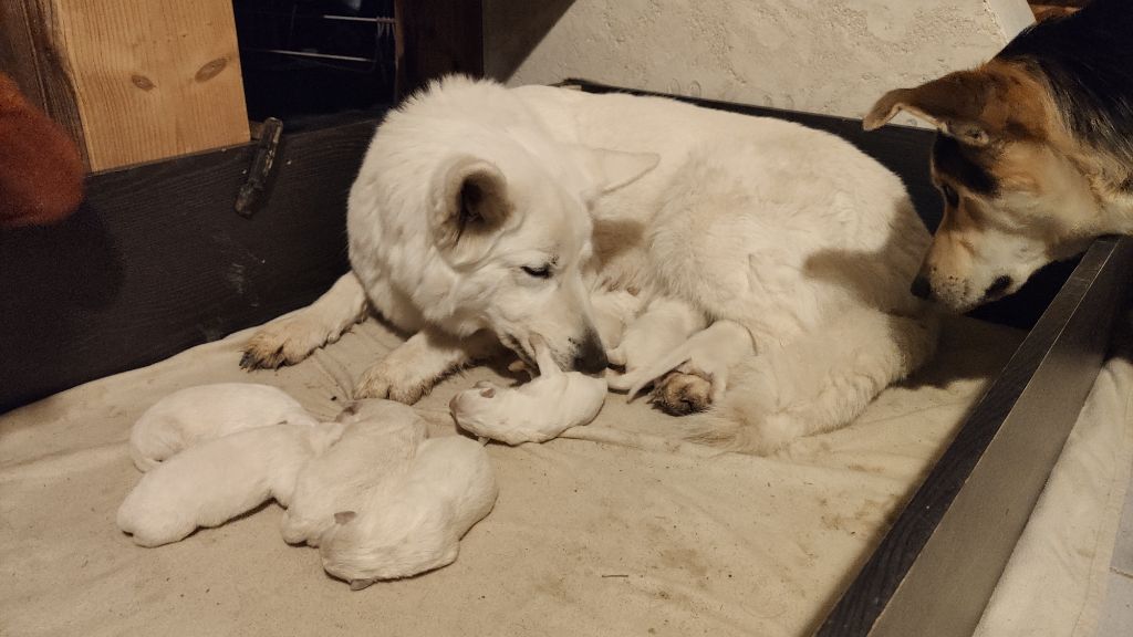 Du Val De Saint-Genis - Chiot disponible  - Berger Blanc Suisse