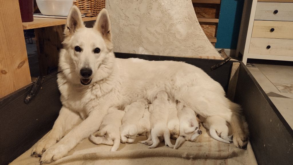 Du Val De Saint-Genis - Chiot disponible  - Berger Blanc Suisse