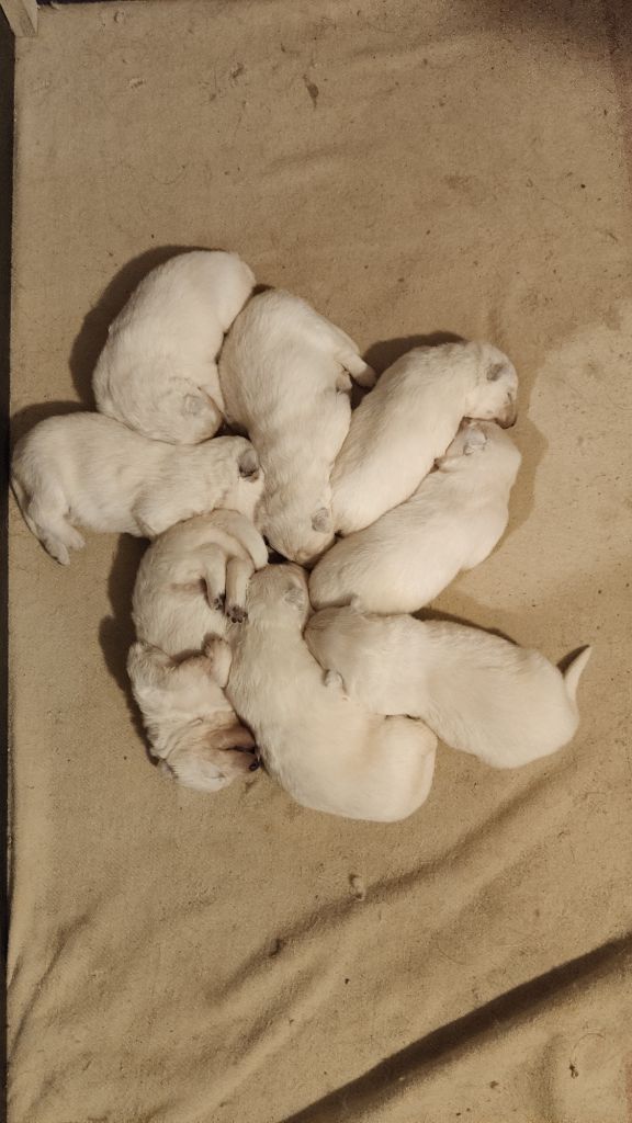 chiot Berger Blanc Suisse Du Val De Saint-Genis