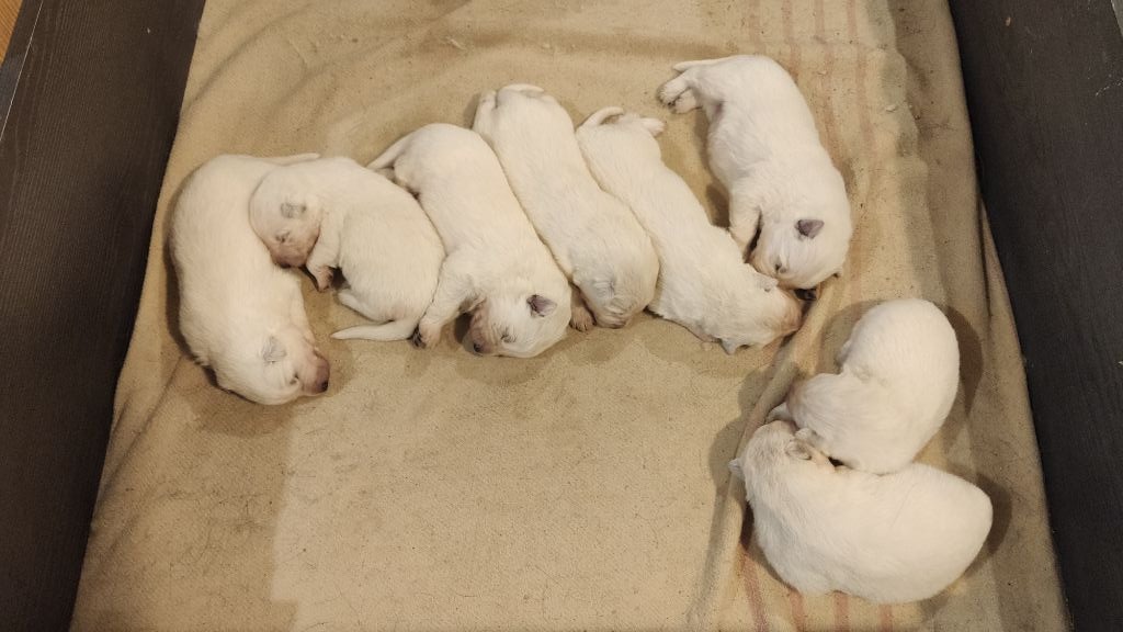 Du Val De Saint-Genis - Chiot disponible  - Berger Blanc Suisse