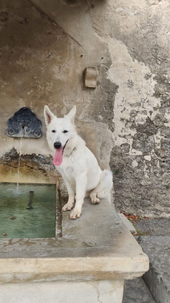 Volga Du Val De Saint-Genis