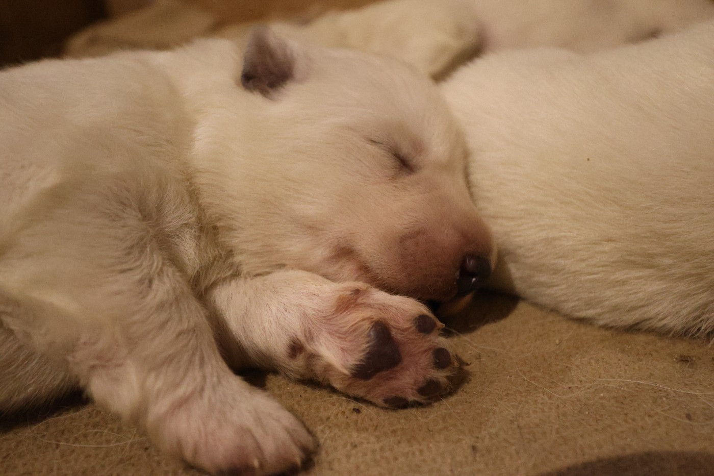 Du Val De Saint-Genis - Chiots disponibles - Berger Blanc Suisse