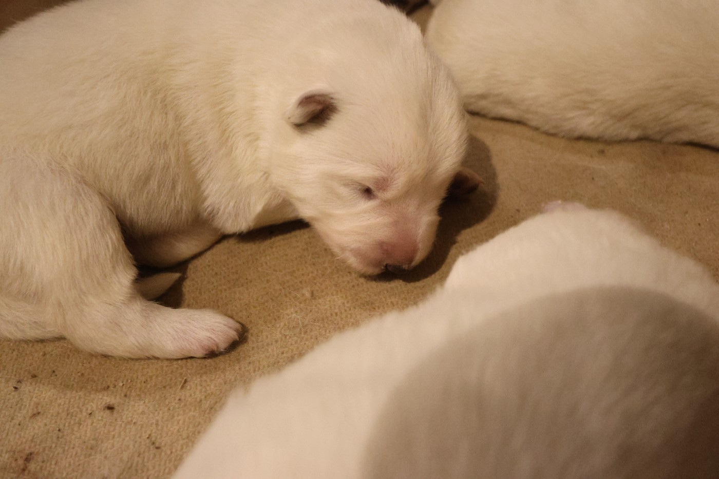 Du Val De Saint-Genis - Chiots disponibles - Berger Blanc Suisse
