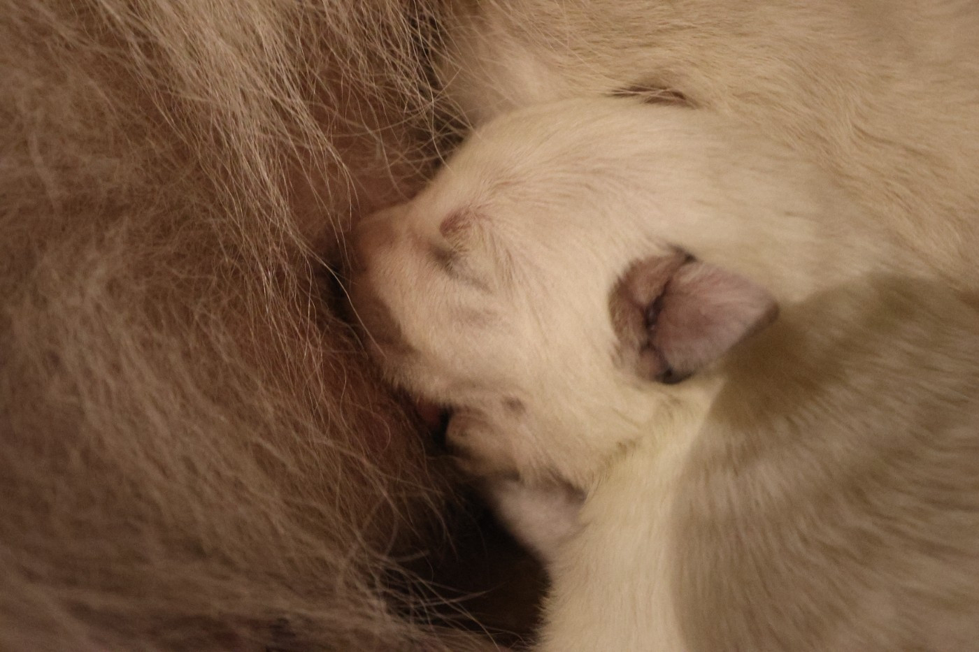 Du Val De Saint-Genis - Chiots disponibles - Berger Blanc Suisse