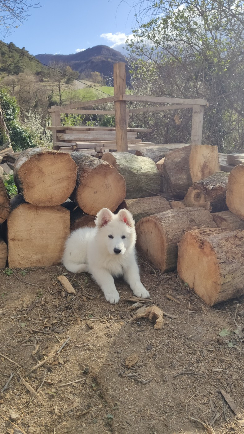 Du Val De Saint-Genis - Chiots disponibles - Berger Blanc Suisse